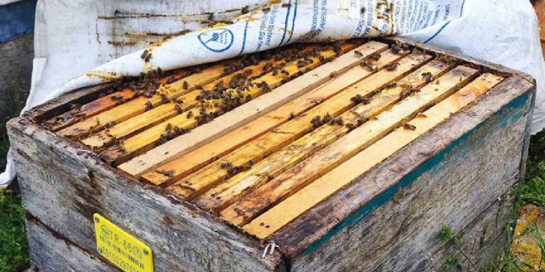 Dede mesleğini köyünde sürdürüyor! Kovan başına 15 kg bal hedefliyor 3